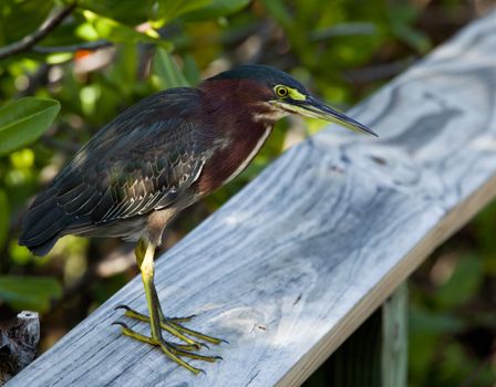 Close up of Green-backed heron on a fence in wetlands in Puerto Rico