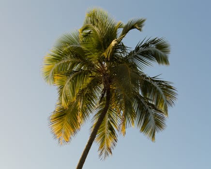 Warm colors of palm tree against sky as the sun sets and illuminates the fronds