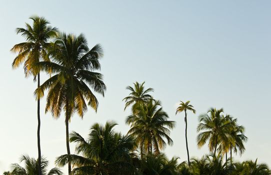 Warm colors of palm tree against sky as the sun sets and illuminates the fronds