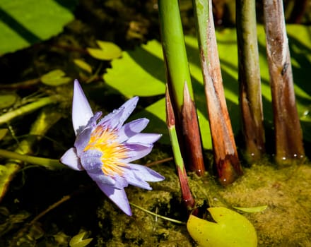 Purple water lily in a mossy pond by stalks