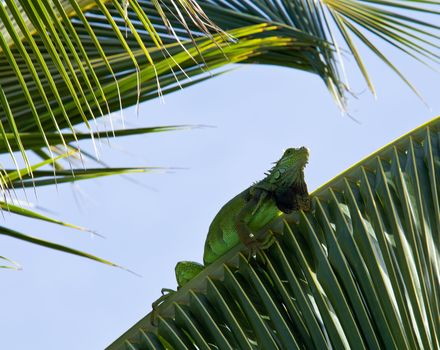 Green iguana climing in the fronds of a palm tree