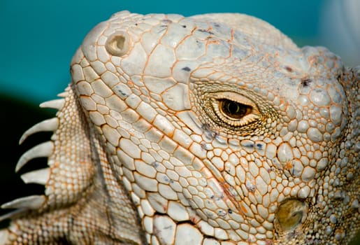 Close up image of the eye of an iguana with scaly neck and mouth