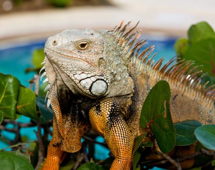 Close up image of the eye of an iguana with scaly neck and mouth