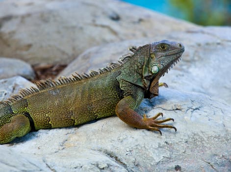 Close up image of the  iguana with scaly neck and mouth