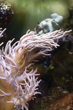 Sea anemone, predatory animal, looks like a flower or plant