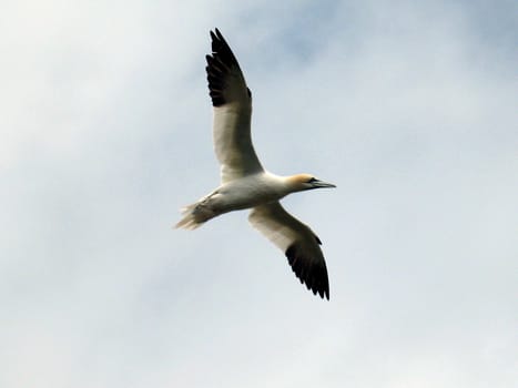 northern gannet in flight on Bonaventure island, Quebec