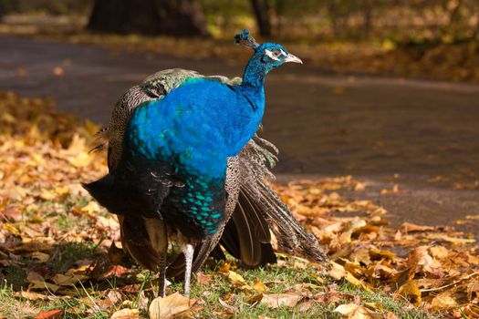 Peacock standing among leaves