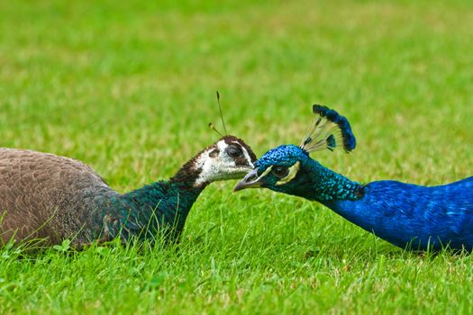 Pair of peacocks on the grass