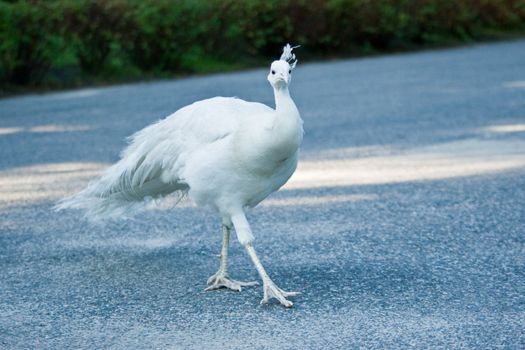 White peacock striding on pavement