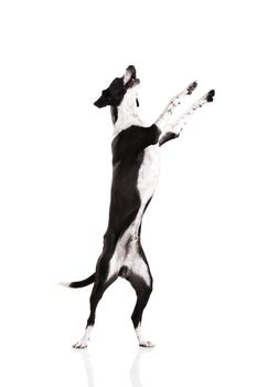 Beautiful mixed breed dog, standing over white background