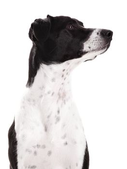Beautiful dog portrait isolated on white background
