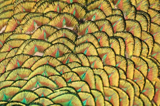 Yellow and green peacock tail macro