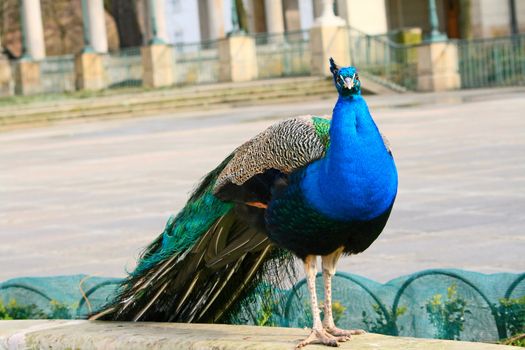 Peacock looking at the photographer