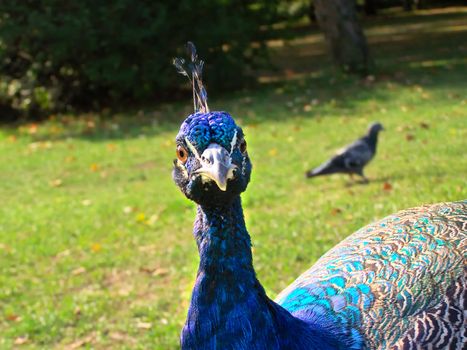 Funny looking peacock closeup