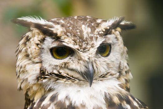 Close up of Ethiopian Eagle Owl (Bubo Capensis Dillonii)