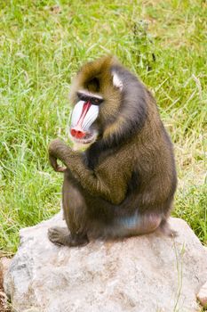Close up of a Mandrill (Mandrillus sphinx)