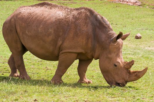 Closeup of White Rhinoceros (Ceratotherium simum simum)