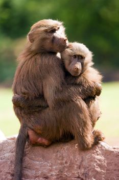 Close up of a Hamadryas Baboon (Papio hamadryas) 
