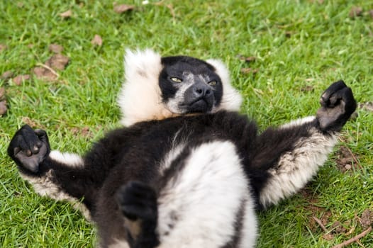 Close up of Black and White Ruffed Lemur(Varecia varigata varigata)