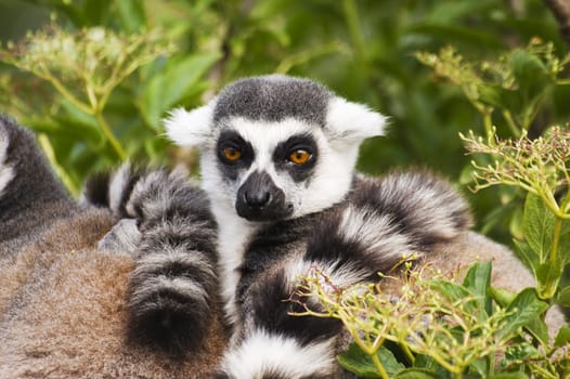Close up of Ring Tailed Lemur (Lemur catta)