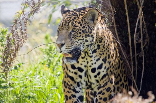 Close up of a Jaguar (Panthera onca) in forest