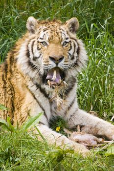 Closeup of Amur Tiger (Panthera tigris altaica)