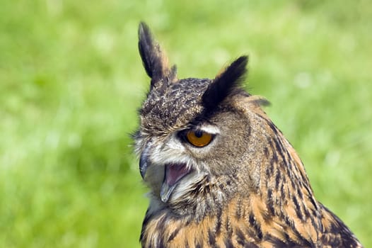 Close up of a Eurasian Eagle Owl (Bubo bubo)