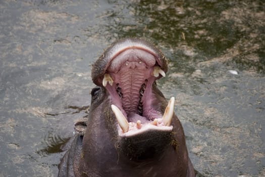 Close up of a Pygmy Hippopotamus (Hexaprotodon liberiensis)