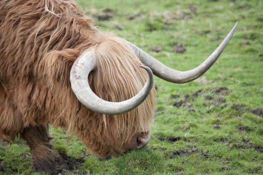 Highland Cow or Kyloe in the Trossachs Scotland