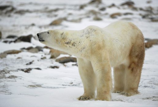 The polar bear sniffs. A portrait of the polar bear smelling air