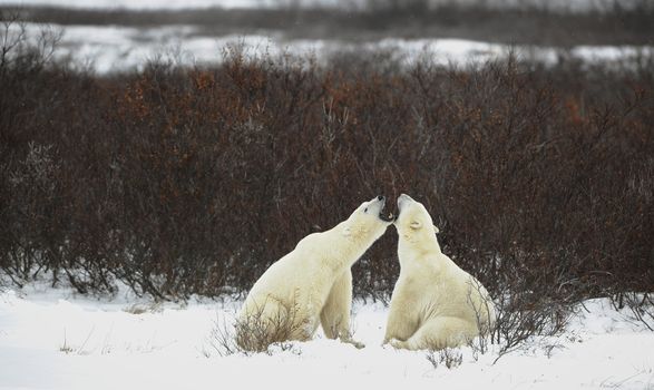 Dialogue of polar bears. Two polar bears have met against a dark bush and are measured by mouths.