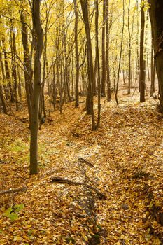 Forest in autumn with falling leaves