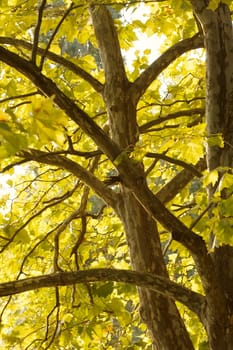 Tree in the autumn with yellow leaves