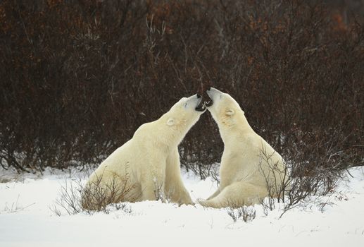 Dialogue of polar bears. Two polar bears have met against a dark bush and are measured by mouths.