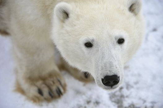 Polar bear. A portrait of a polar bear close up.