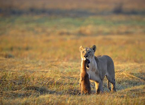 A lioness with new-born antelope prey. The lioness goes on savanna and bears the killed kid of an antelope. A yellow grass. The morning sun.