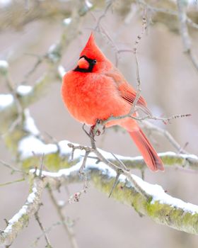 A male cardinal perched on a tree branch.