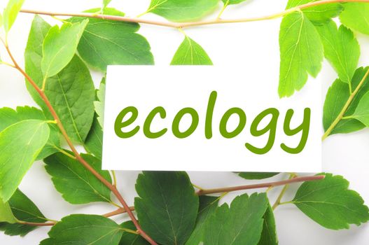 ecology concept with word on nature still life