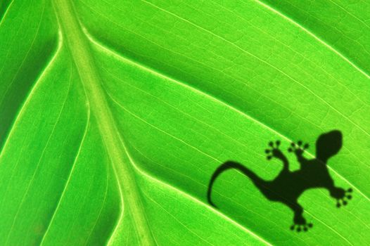 green jungle leaf with gecko shadow showing rainforest or nature concept