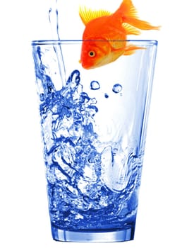 goldfish in water glass fishtank isolated on white background