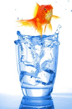 goldfish in water glass fishtank isolated on white background