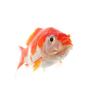 goldfish or gold fish isolated on white background