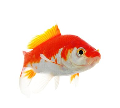 goldfish isolated on white showing success or job search concept