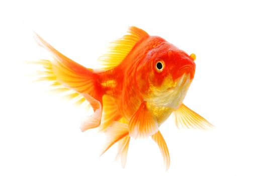 single goldfish animal isolated on white background