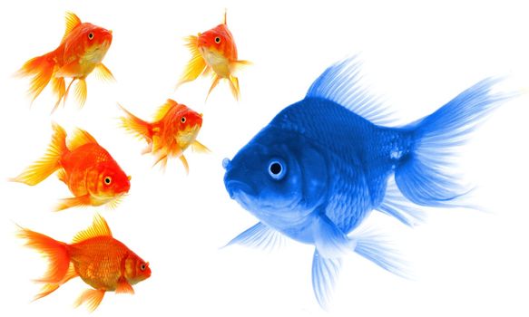 goldfish showing leader individuality success or motivation concept
