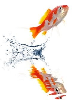 goldfish jumping showing escape success or freedom concept