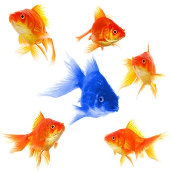 goldfish showing discrimination success individuality leadership or motivation concept