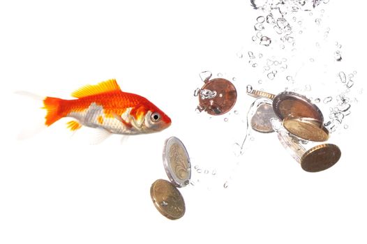 goldfish and euro money showing finance or investment concept
