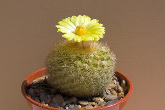 Cactus with blossoms on a dark background (Parodia).