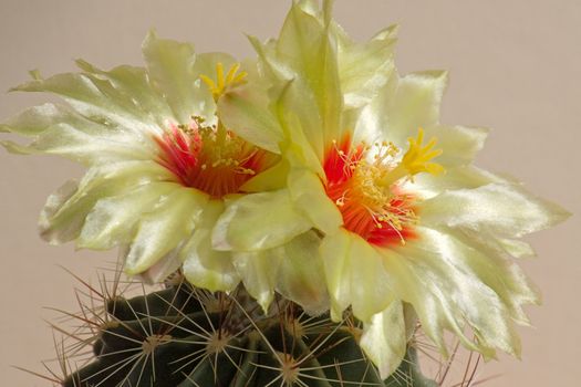 Cactus with blossoms on a dark background (Notocactus).